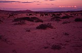 horses on the dunes